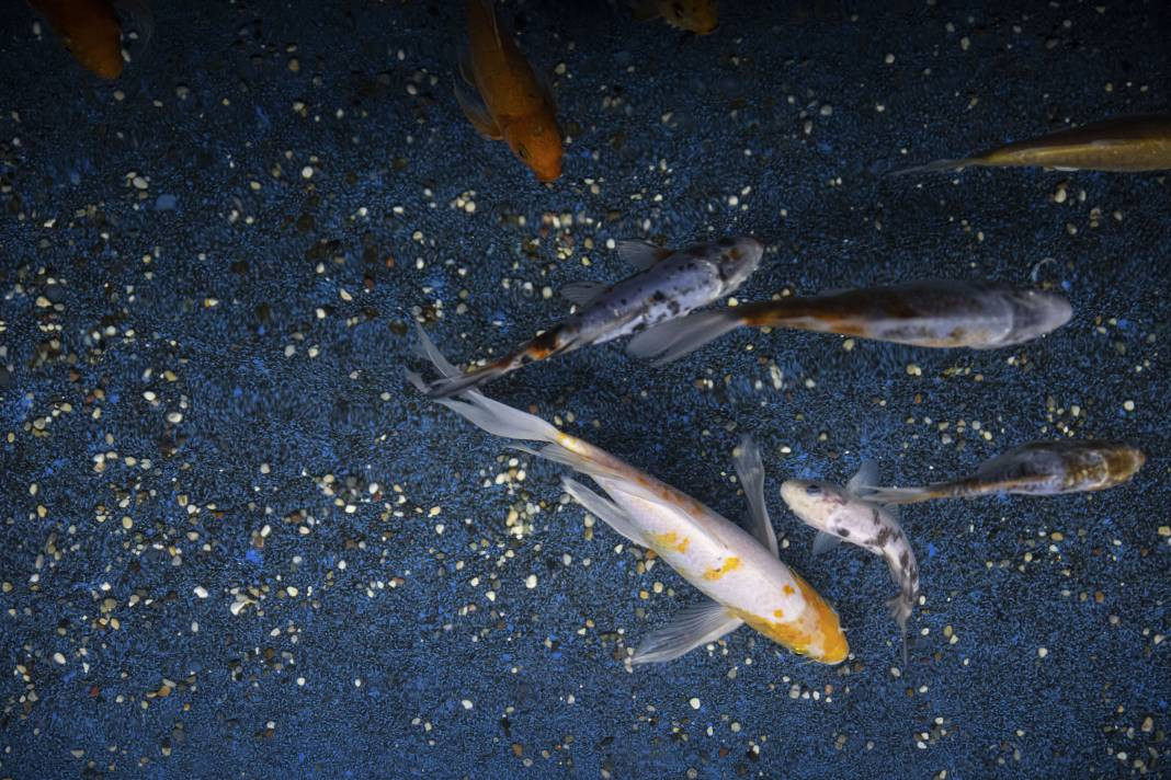 Sanayi dalgıçları vatoz ve köpekbalıklarını elleriyle besliyorlar. Onlar en zor mesleği yapıyor! - Resim: 15